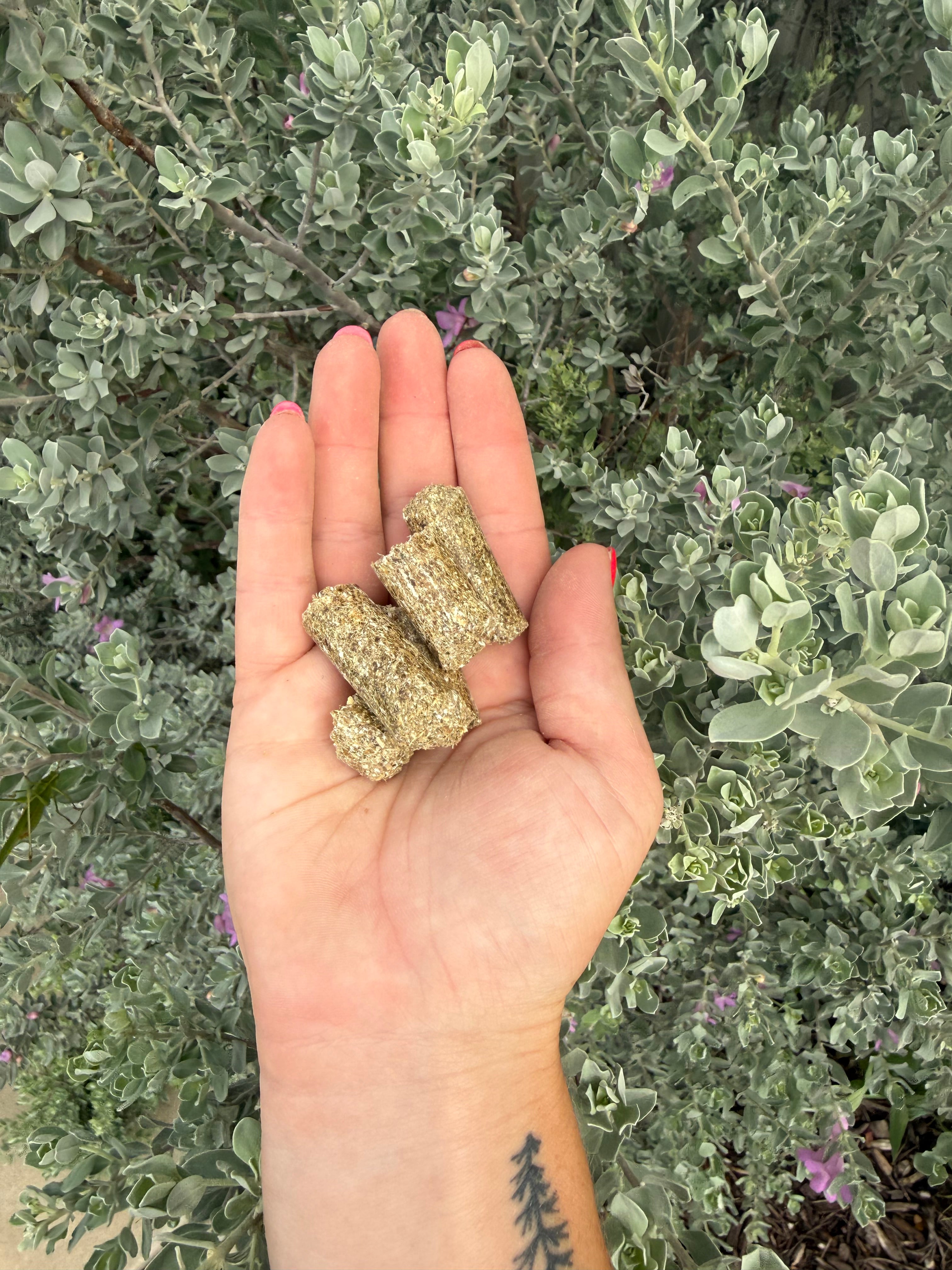 Thyme Sticks