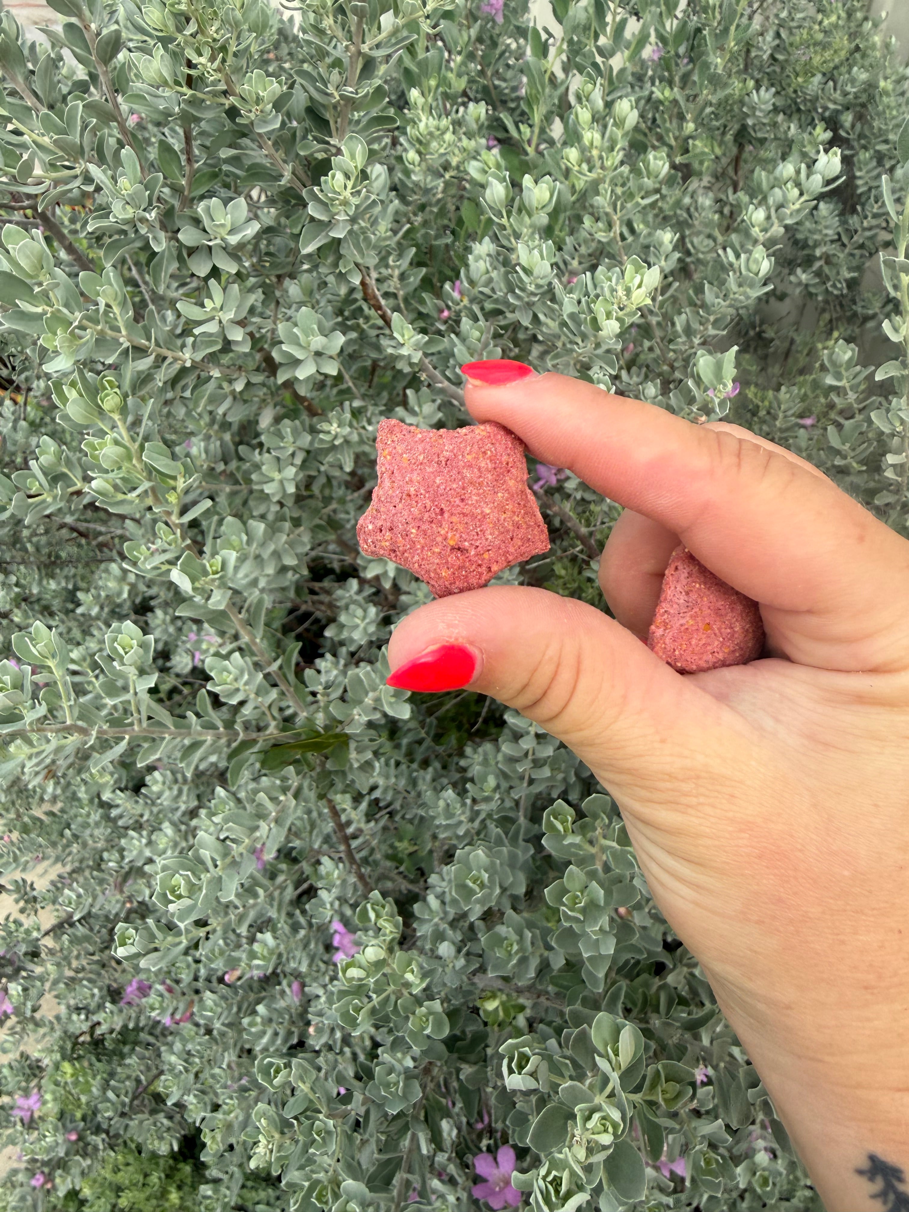 Papaya Stars