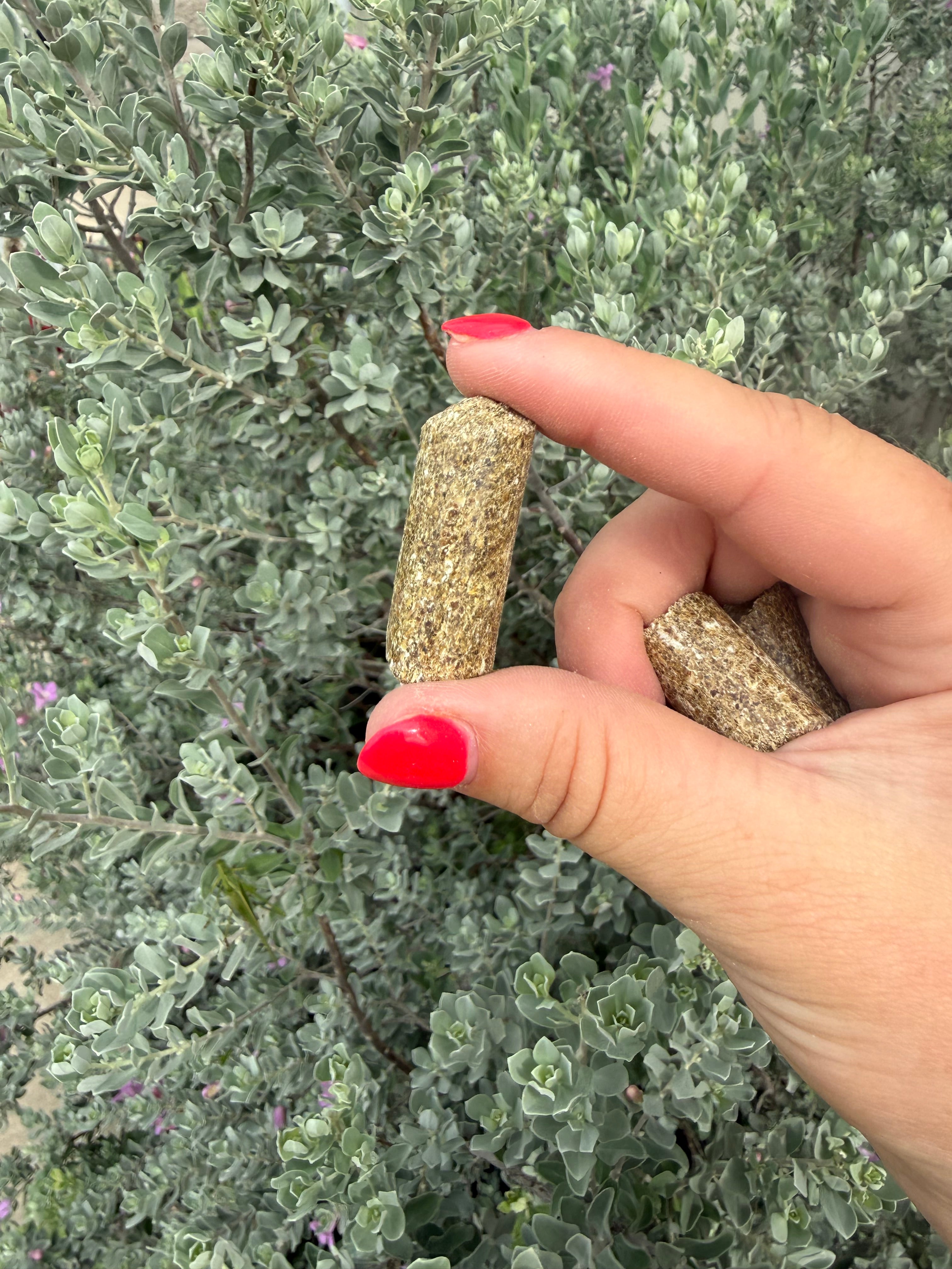 Thyme Sticks