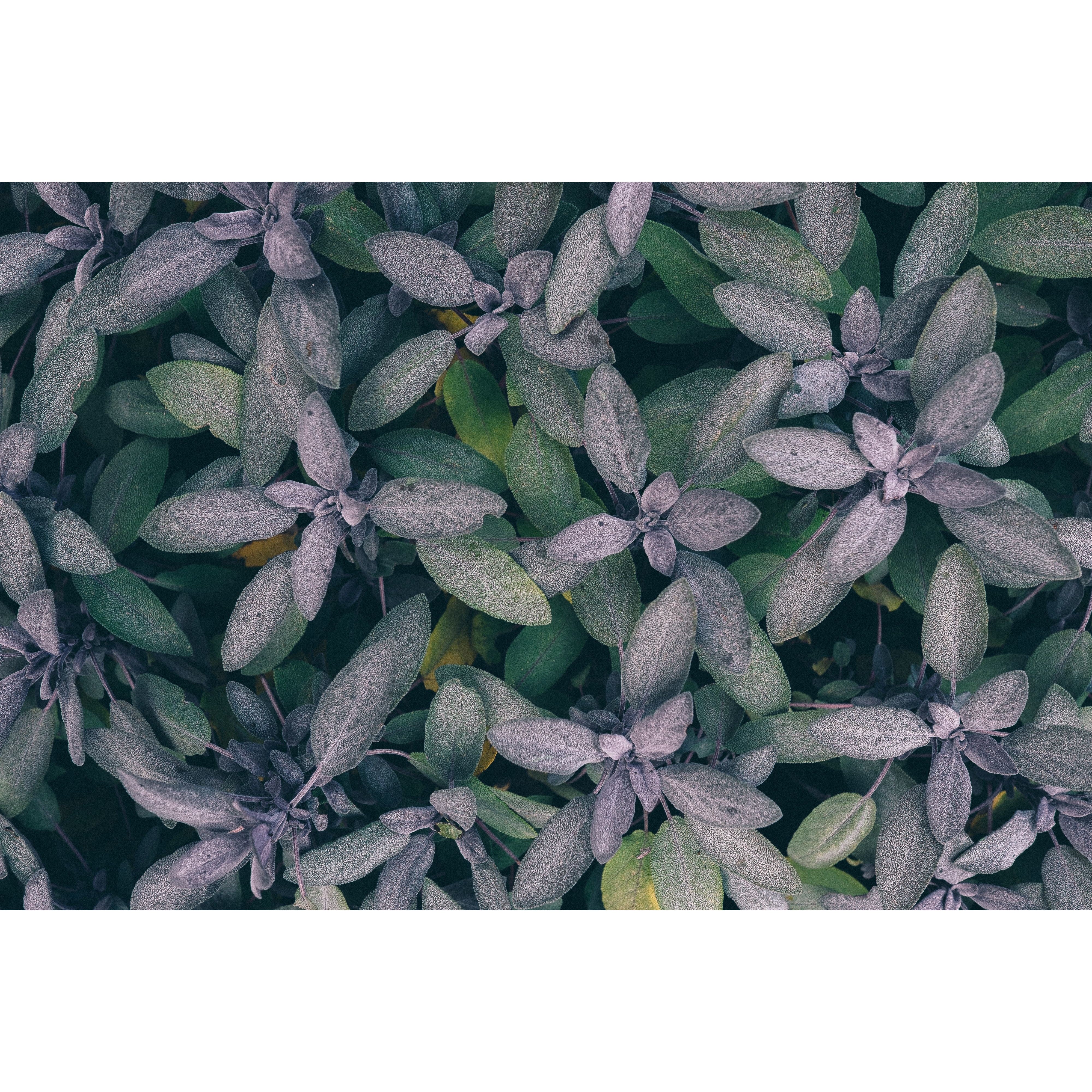 Sage Sticks