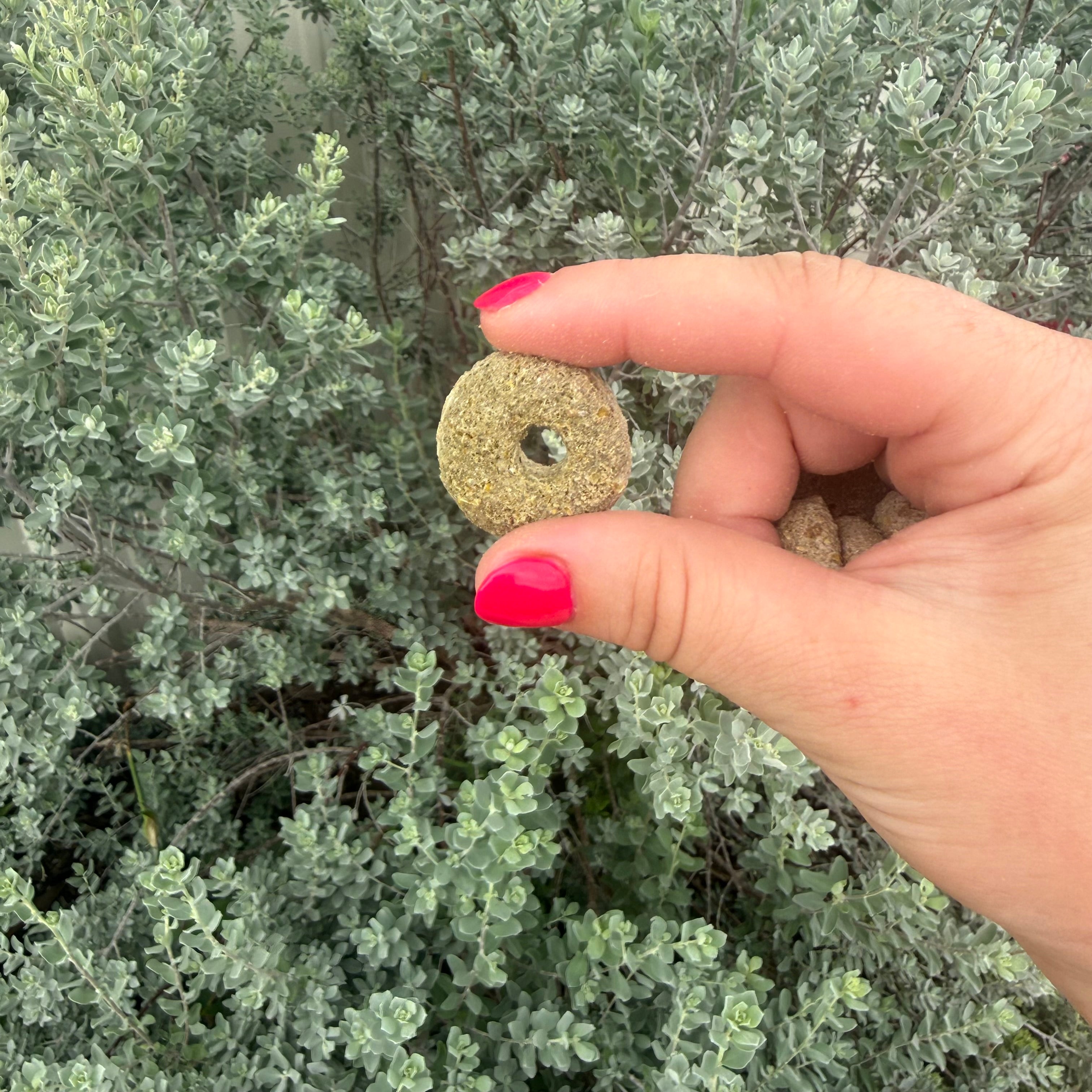 Alfalfa Rings
