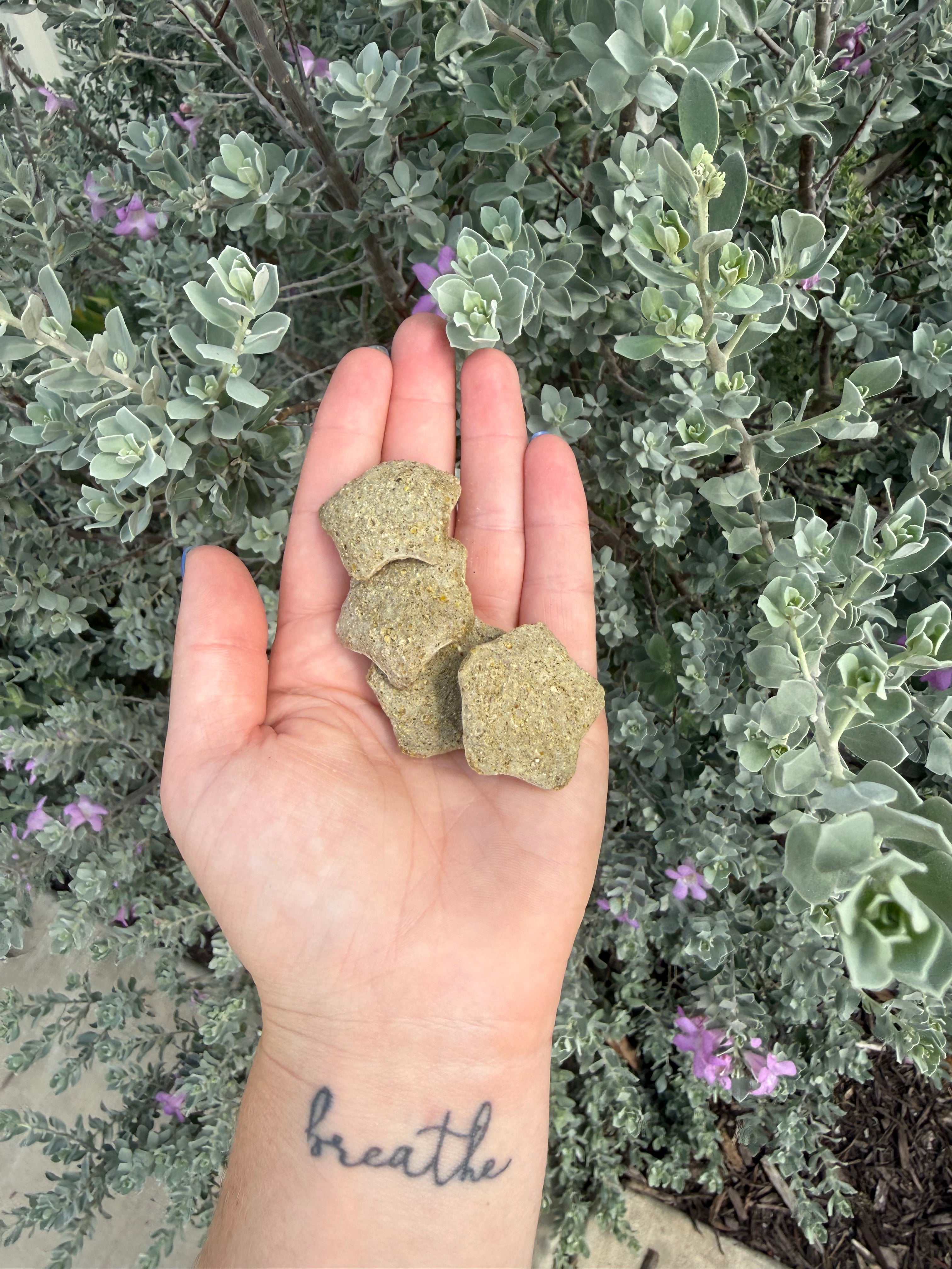 Kiwi Stars