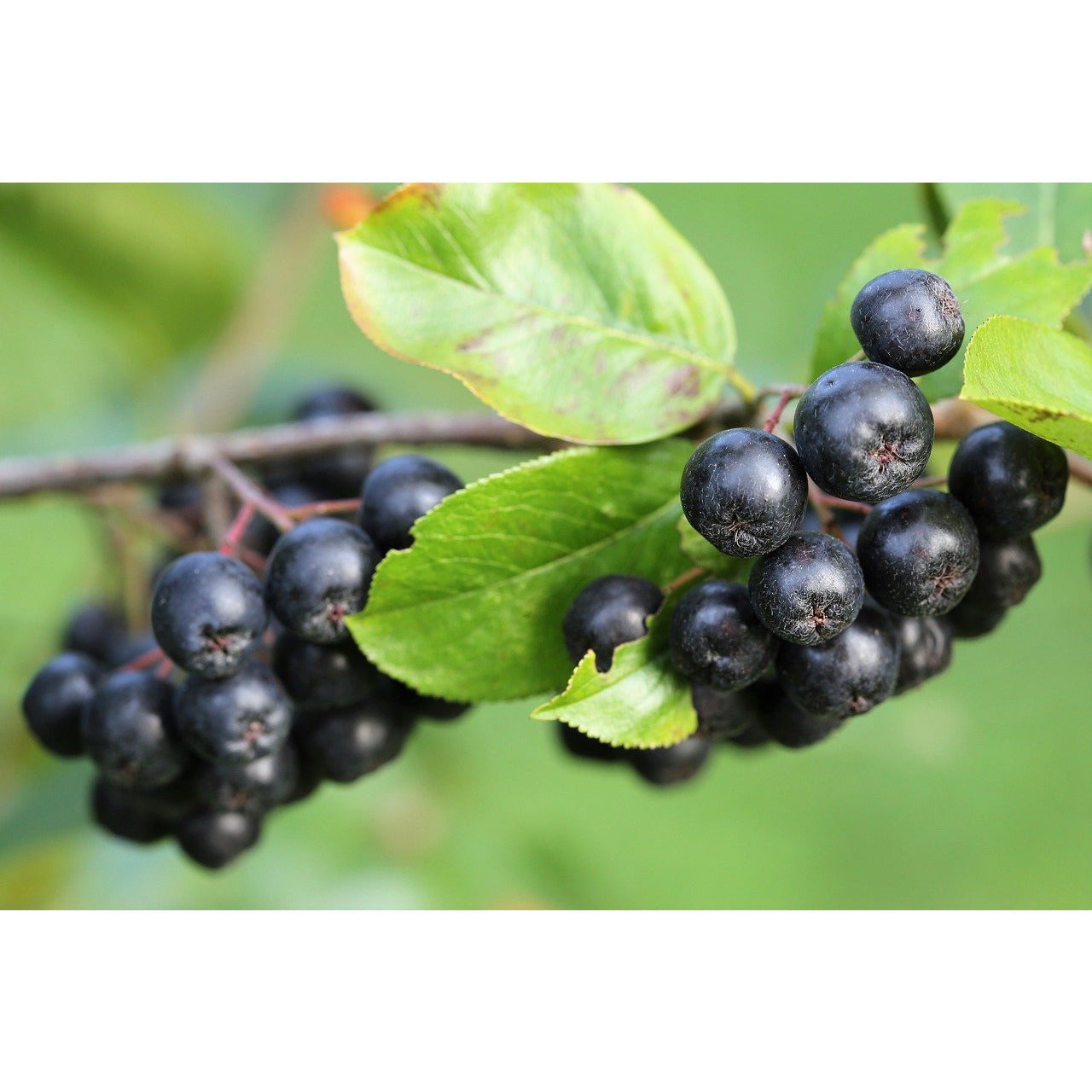 Aronia Rings