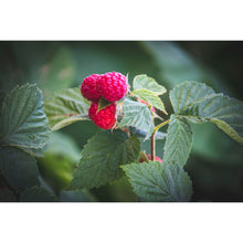 Load image into Gallery viewer, Raspberry with Linen Fiber Sticks - Grain Free
