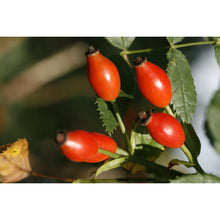 Load image into Gallery viewer, Rose Hip Balls
