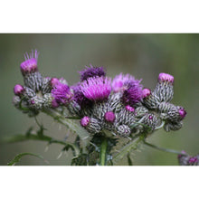Load image into Gallery viewer, Milk Thistle Sticks
