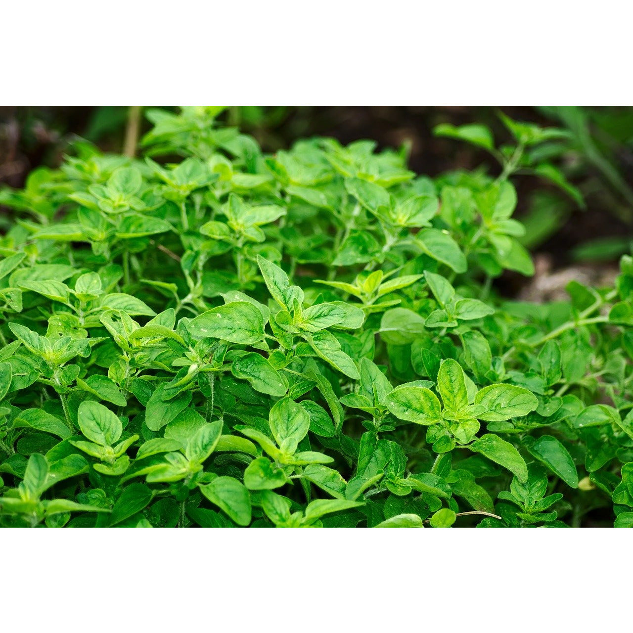 Oregano Sticks